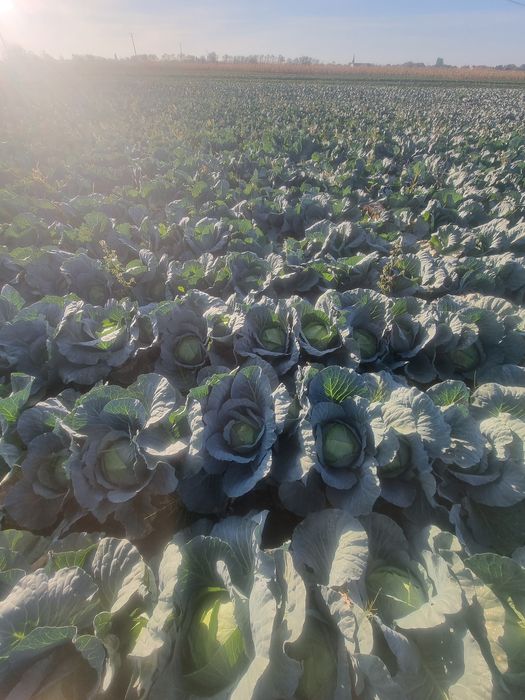 Vând varza 1.5 lei kg