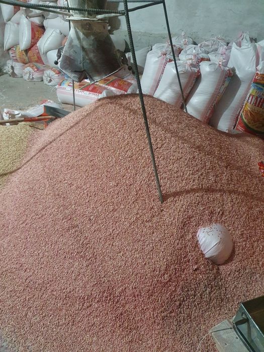 Арпа ячмен  на семена