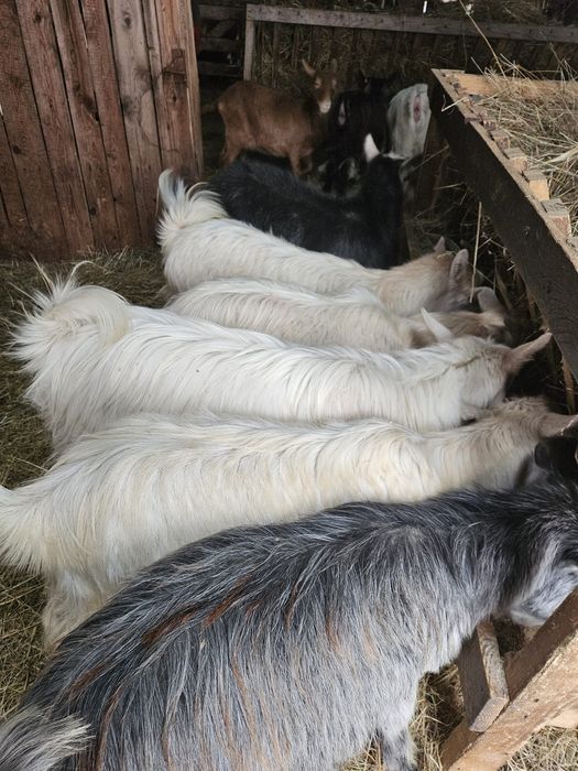 Vând.schimb iezii cu viței!!