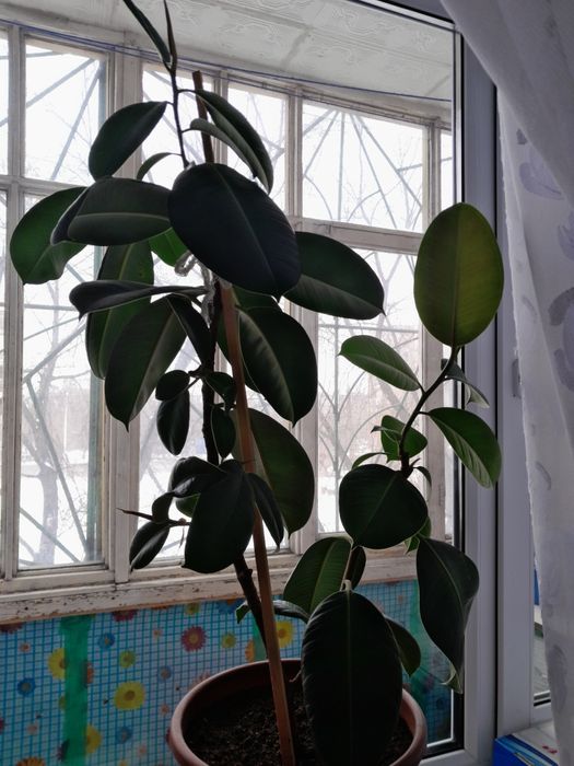 Продам комнатные цветы