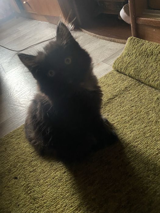 котята бесплатно