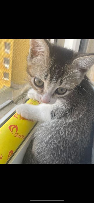 Котята в самые добрые руки