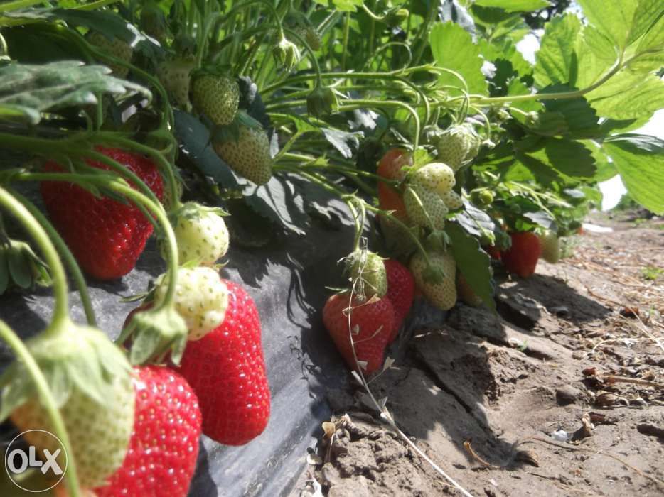 vand rasad/stoloni capsuni soiuri remontante,anuale ALBION