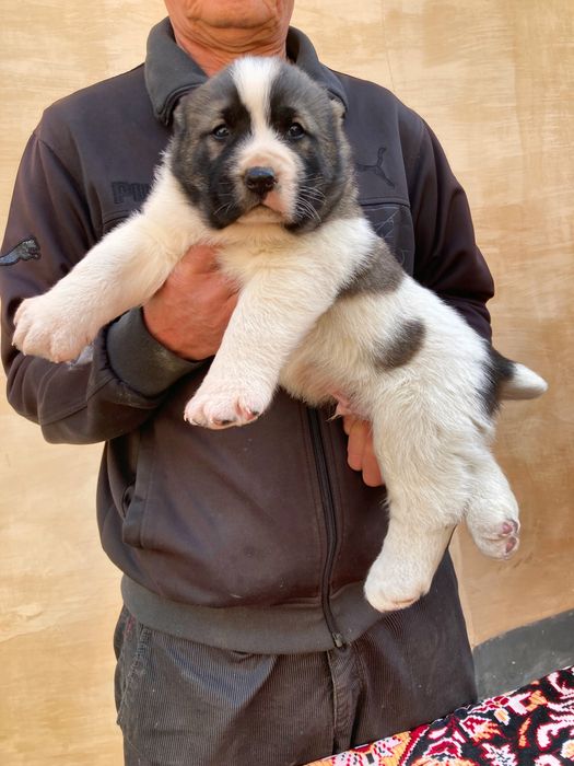 Щенок Алабая ( Чистокровный )