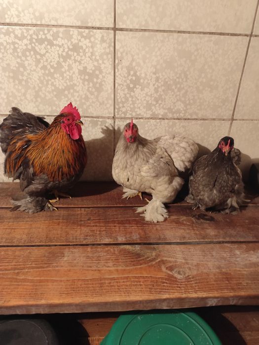 Карликовые кохинхины пепельные