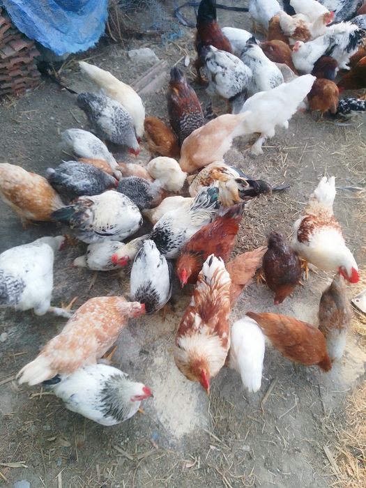 Cocoși și puici,  găini de vânzare