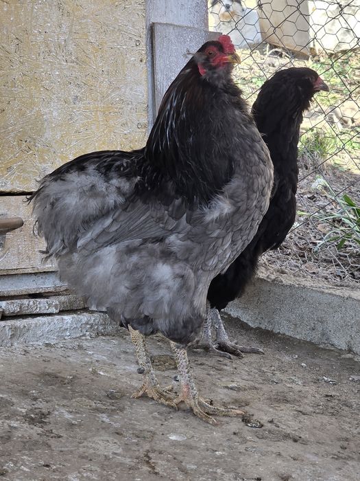 Cocos araucana albastru