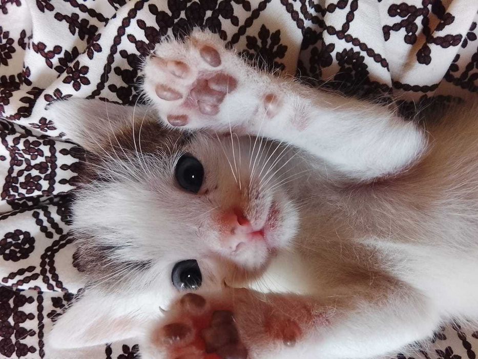 Отдам даром рукам котят