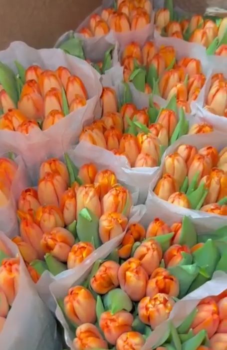 Голландские тюльпаны – только оптом!