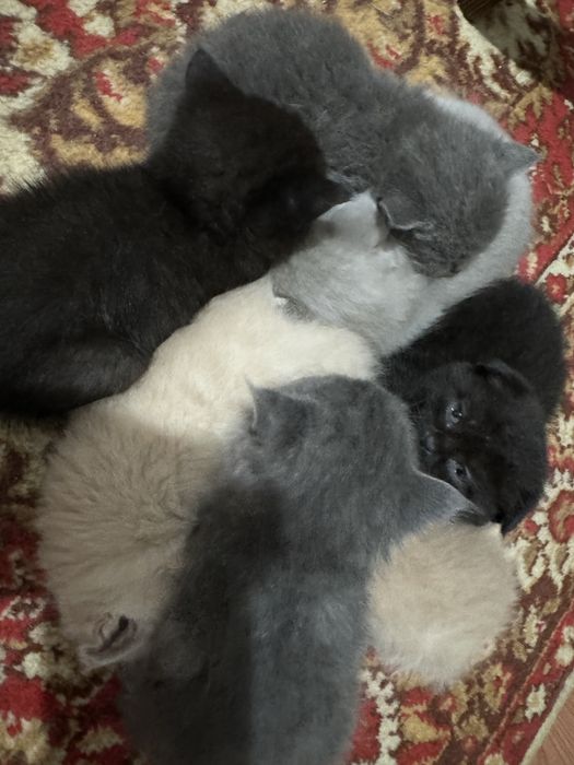 Продаются замечательные котята !