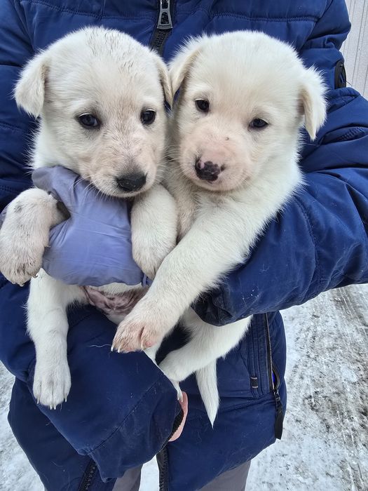Ищут дом малыши, мальчики и девочки