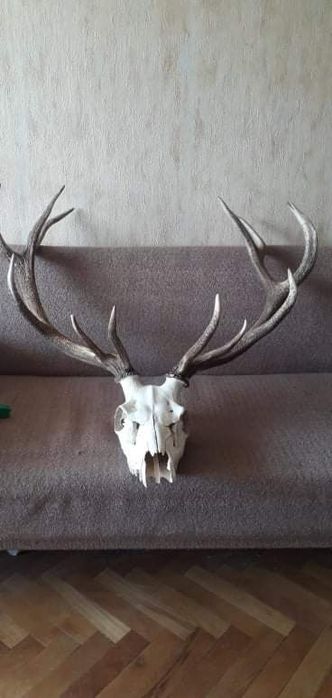 Еленски трофей глава с рога