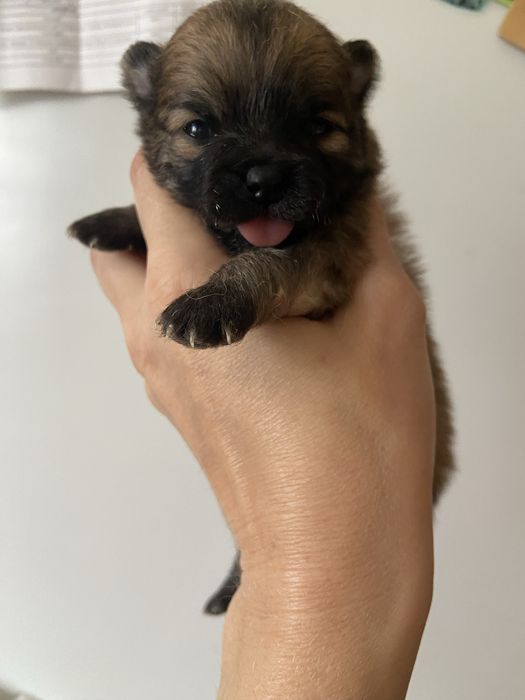 Продам щенков немецкий шпиц.