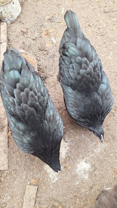 Разплодни яйца от черен австралорп