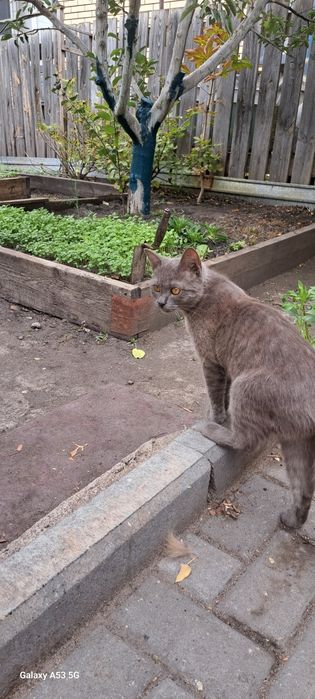 Котенок пришел к нам во двор, девочка