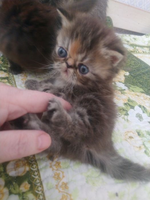 Готовы к продаже персидские котята