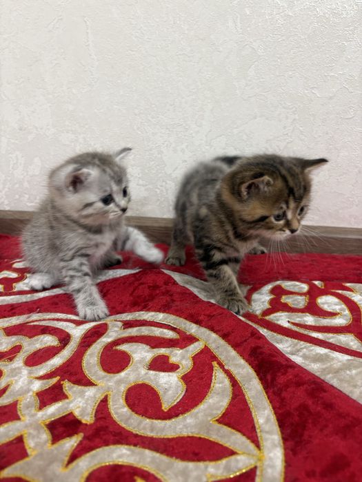 Котята ищут дома