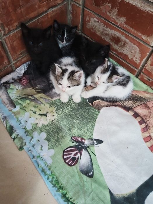 Котята  месячные