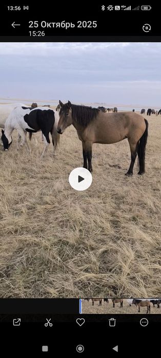 Кобылы на продажу срочно!