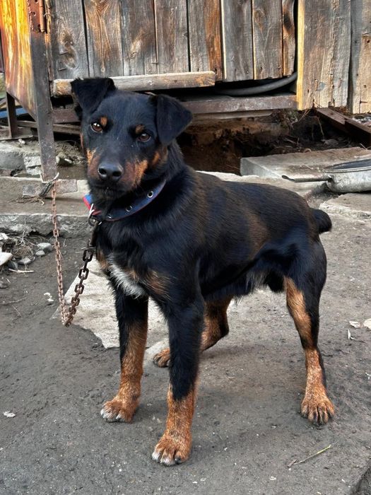 Продам ягдерьера