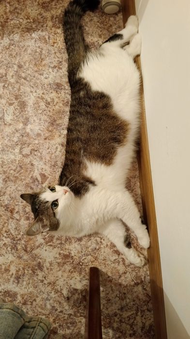 Отдам кошку в добрые руки