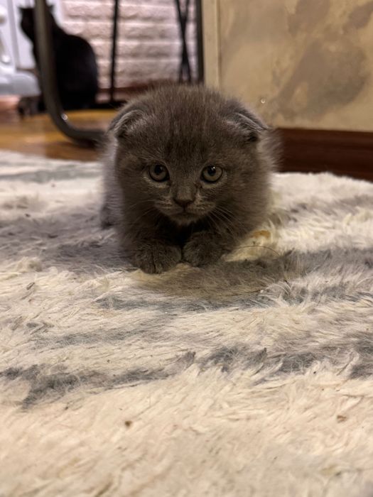 Продаются котята вислоухие скотиш фолд