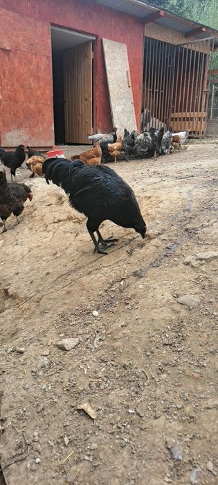 Cocoși australop