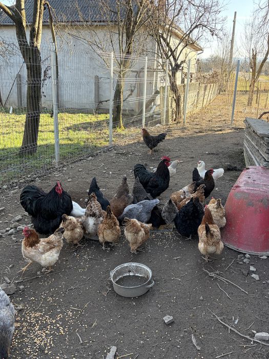 Oua de incubat de la gainile din imagine