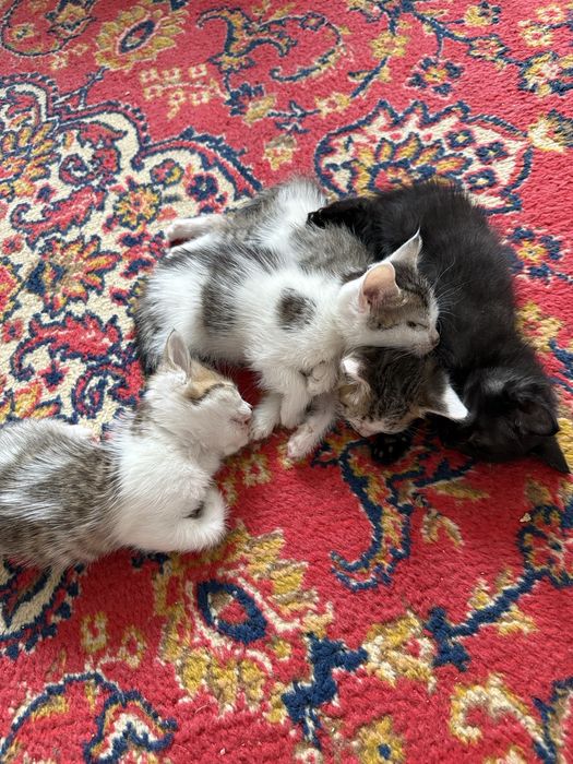 Отдам котят в добрые руки