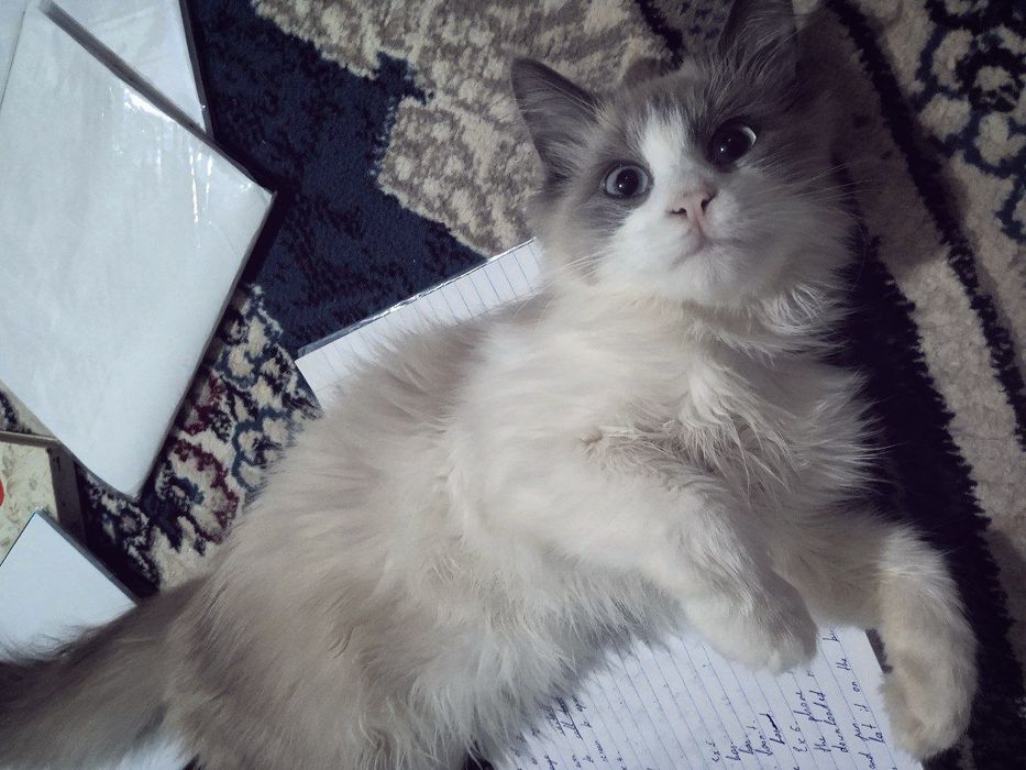 erkak mushuk parodiali