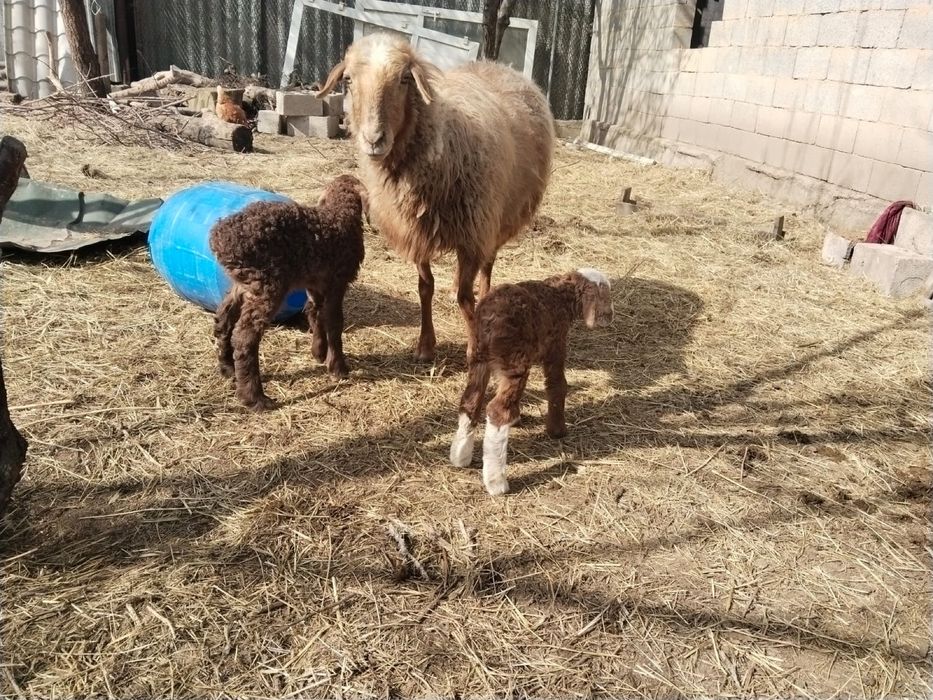 Кой 2 козымен баран