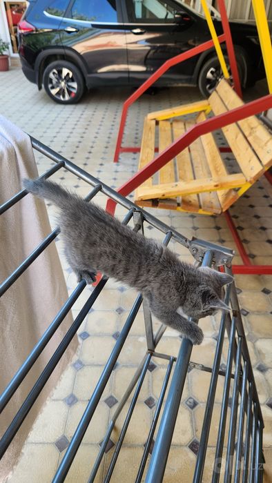 Продаётся котёнок