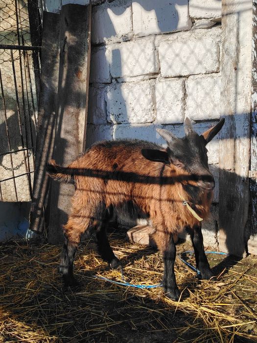 Vand tapisor și ieduță alpin francez 800 de lei perechea