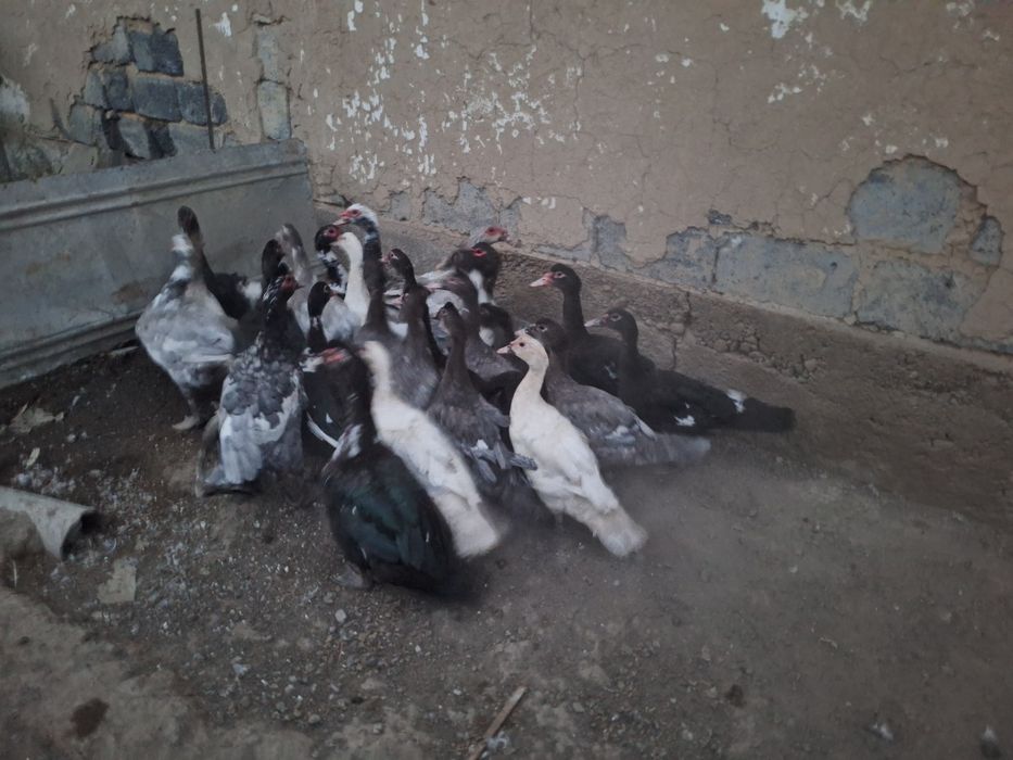 Продам индауток самцы