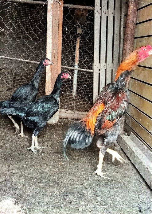 Петух Шамо 1+2 Курицы