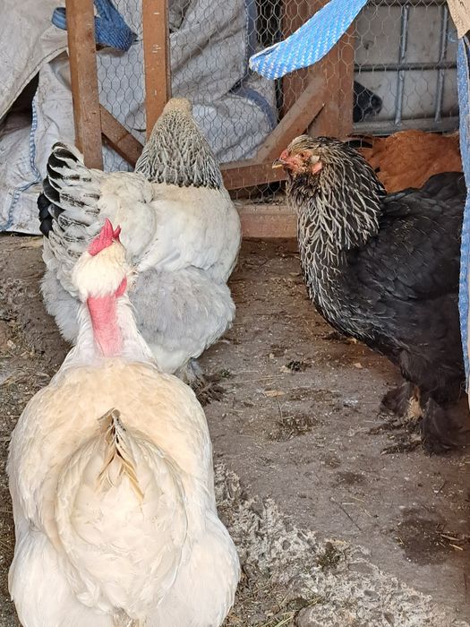 Ouă pentru incubație de găini încălțațe bărboase și cu gâtul gol