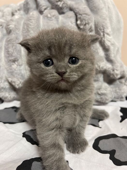 Вислоухие Шотландские Скоттиши