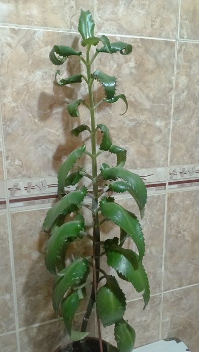 Продам каланхоэ      .