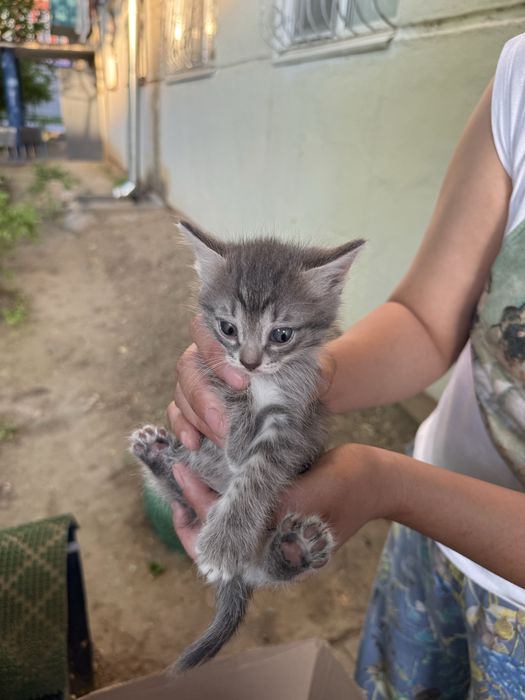 Котята отдаю беспл