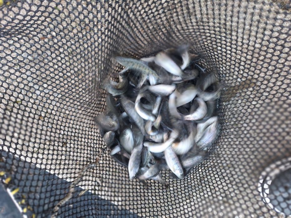 Puiet păstrăv curcubeu