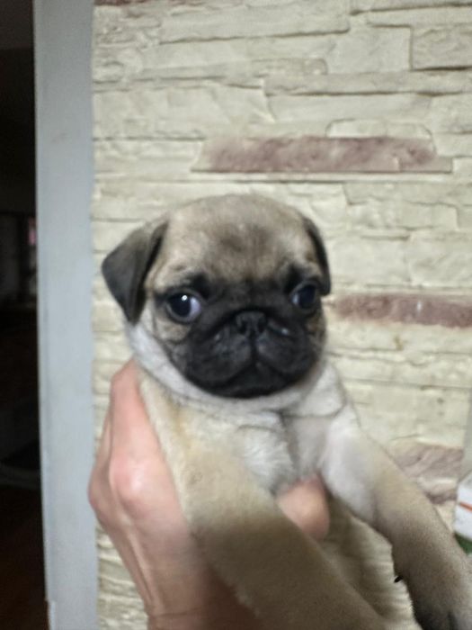 Срочно продам щенков мопса