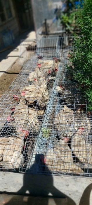 Продаётся кури в месте клеткой