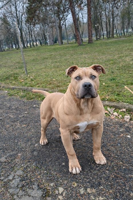 American bully standard