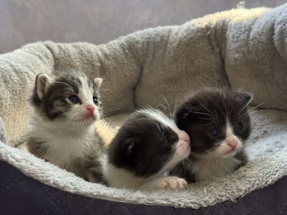 Котята ласковые  в добрые руки