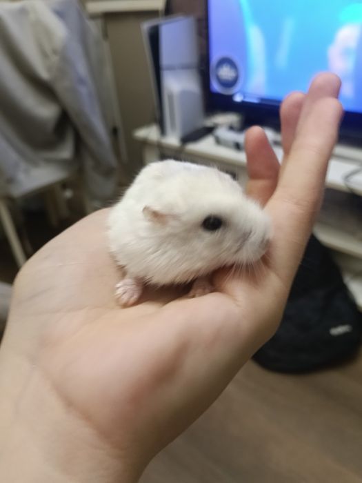 Hamster de dat in adopție