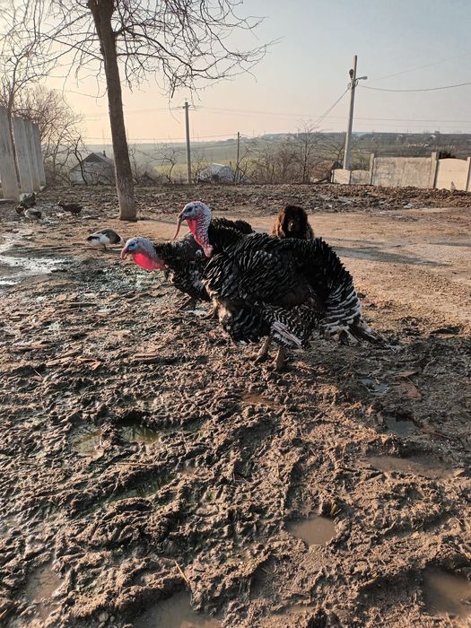 2 curcani de vânzare