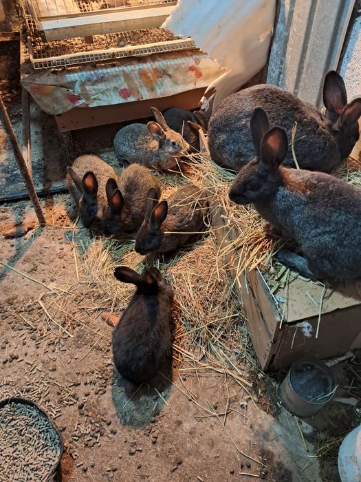 Крольчата продаются.