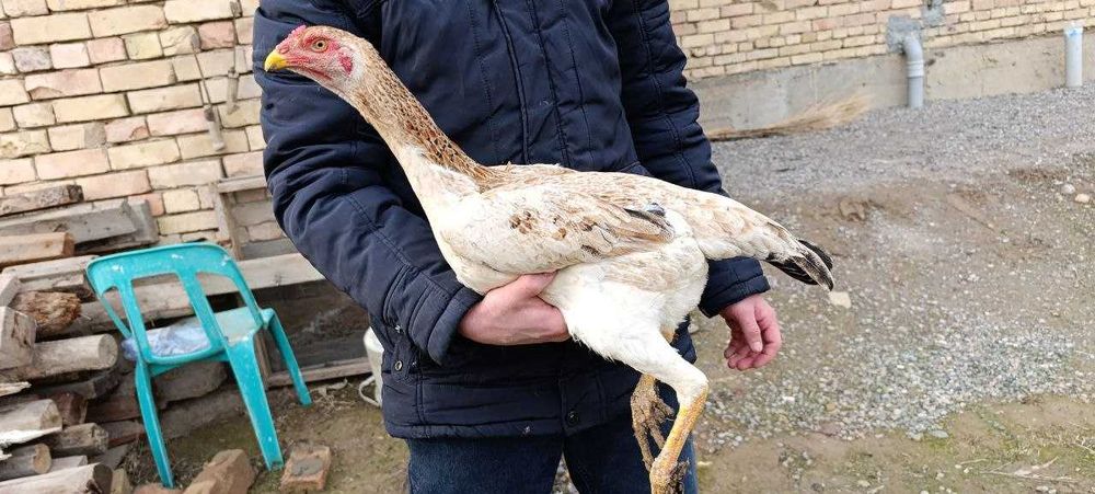 100 тали Карис товук тухумда.