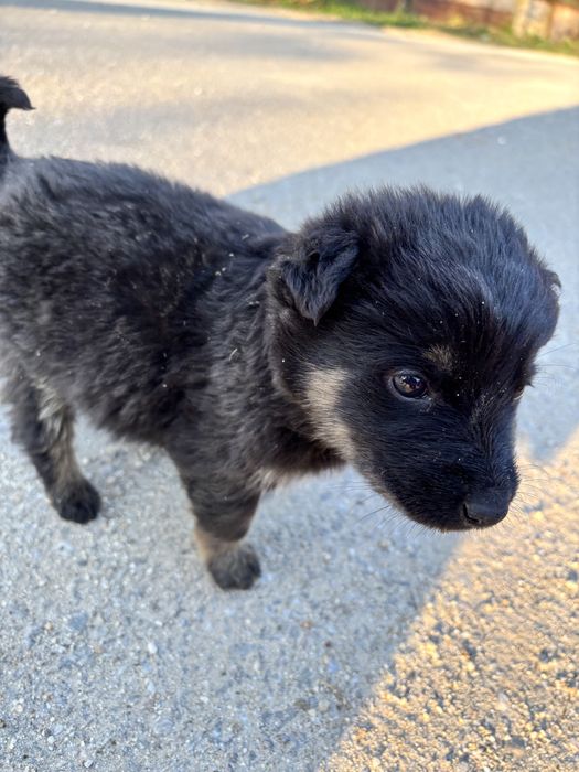 Caine metis(lup) pentru adoptie