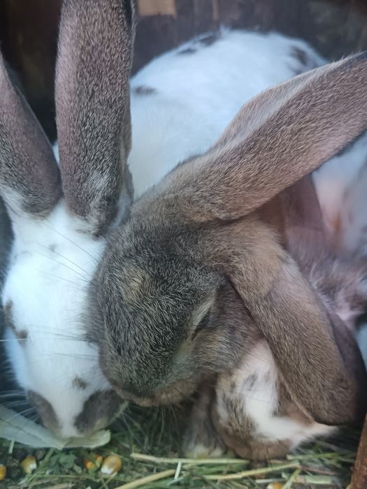 Iepuroaica tânără cu 4 pui